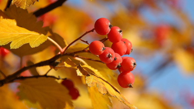 Branch berries leaves blue sky free wallpaper for desktop - medium preview image