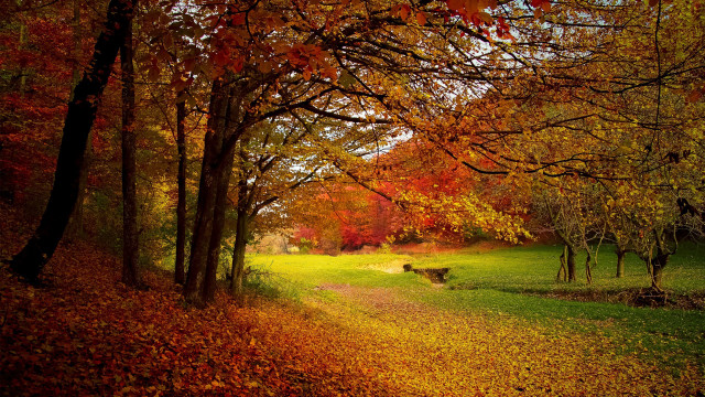 Dog fall leaves park impressionist free wallpaper for desktop - medium preview image