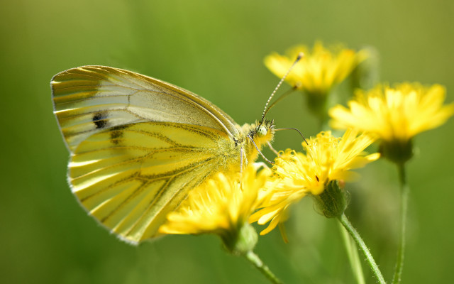 Yellow butterfly yellow flower field free wallpaper for desktop - medium preview image