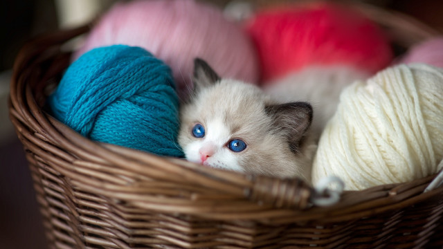 White cat basket yarn blue free wallpaper for desktop - medium preview image