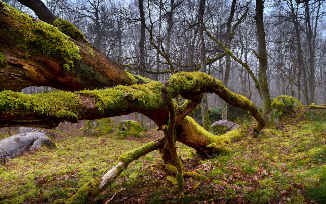 Mossy tree trunk forest rocks free wallpaper for desktop - medium preview image
