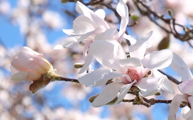 White flowered tree blue sky #2 free wallpaper for desktop - medium preview image