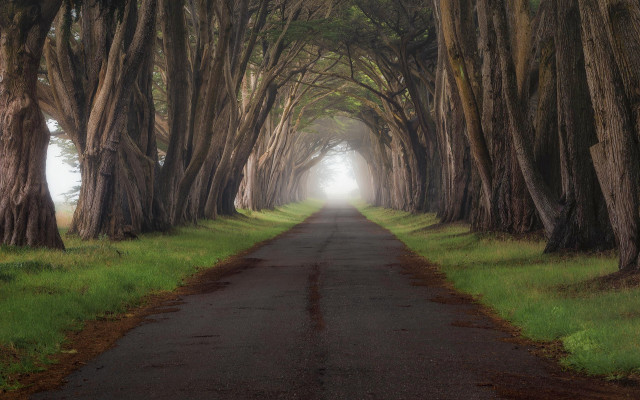 Mystical forest road trees light free wallpaper for desktop - medium preview image