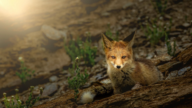 Fox rocky hill bright light free wallpaper for desktop - medium preview image