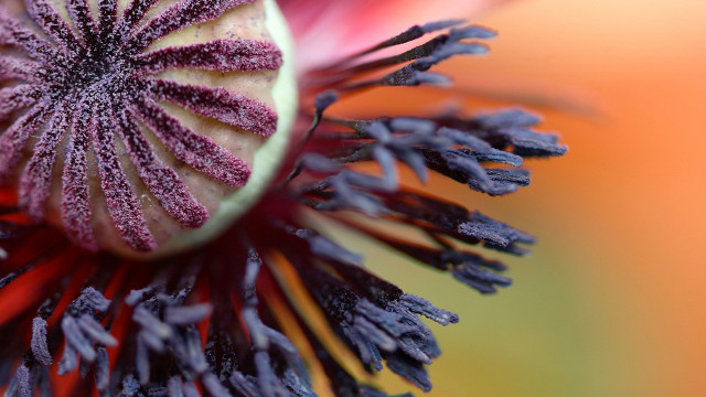 Flower closeup purple tips yellow free wallpaper for desktop - medium preview image
