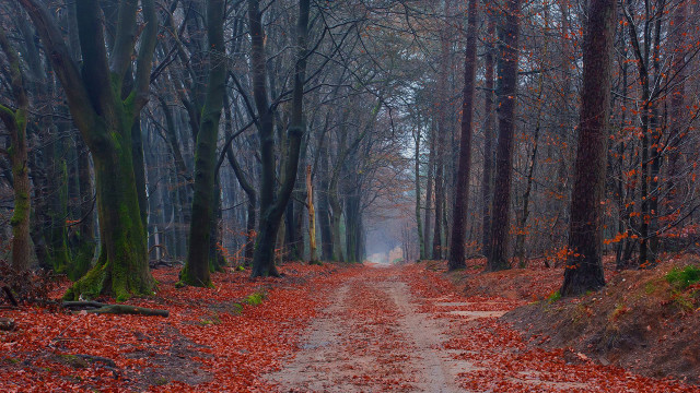 Dirt road forest autumn leaves #3 free wallpaper for desktop - medium preview image