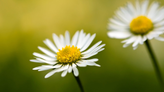 Daisies green field blurry background free wallpaper for desktop - medium preview image