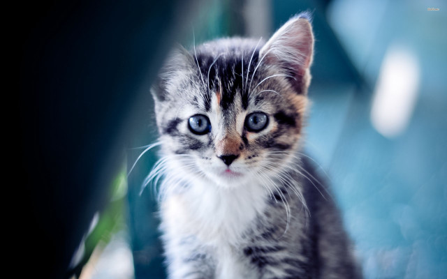 Kitten blue eyes sitting table free wallpaper for desktop - medium preview image