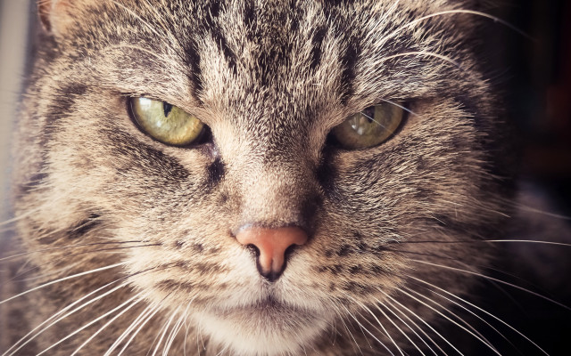 Cat green eyes whiskers closeup free wallpaper for desktop - medium preview image