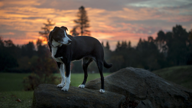 Dog rock field sunset clouds free wallpaper for desktop - medium preview image