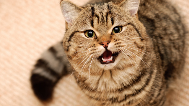 Yawning cat couch cute funny free wallpaper for desktop - medium preview image