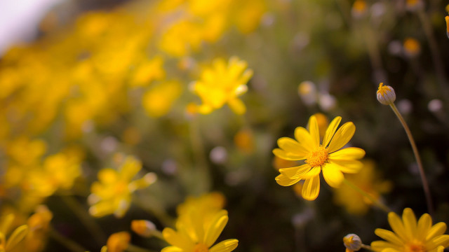 Yellow flower field bokeh autumn #2 free wallpaper for desktop - medium preview image