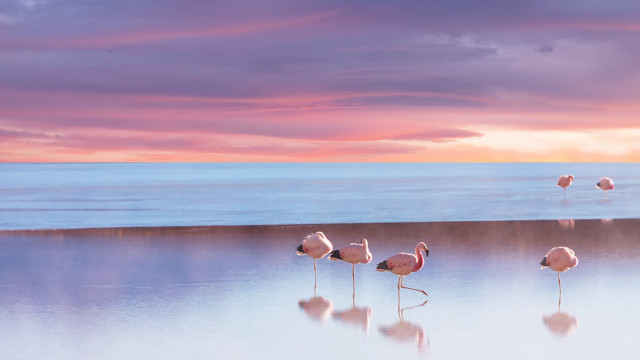 Flamingos beach ocean sunset surrealist free wallpaper for desktop - medium preview image