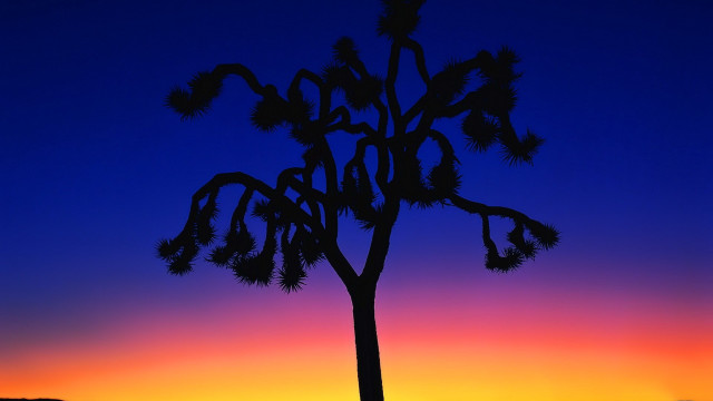 Silhouette tree sunset clouds bamboo free wallpaper for desktop - medium preview image