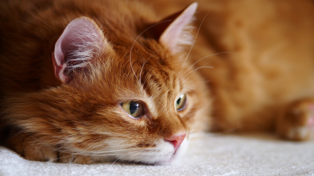 Cat closeup white blanket green free wallpaper for desktop - medium preview image