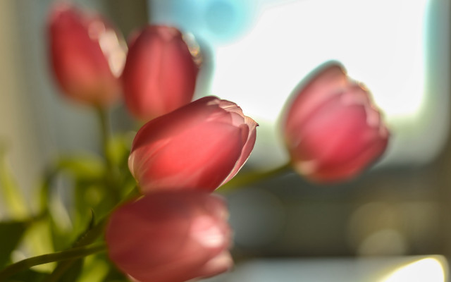 Pink flowers vase blurry window free wallpaper for desktop - medium preview image