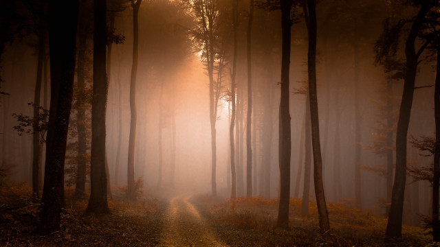 Foggy forest path sunshine autumn #2 free wallpaper for desktop - medium preview image