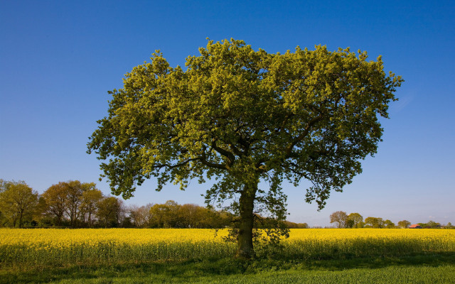 Large tree yellow flowers blue free wallpaper for desktop - medium preview image