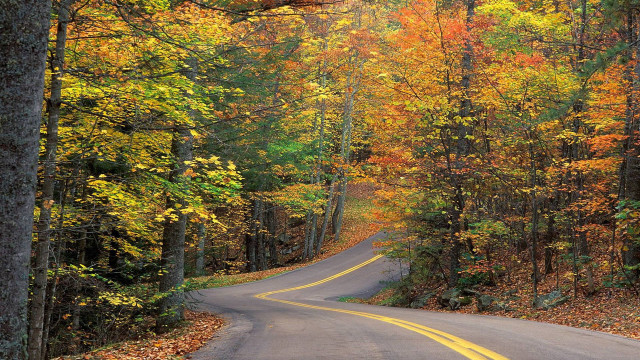Forest road autumn leaves sunset free wallpaper for desktop - medium preview image