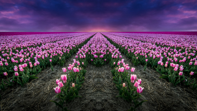 Pink tulips purple sky clouds free wallpaper for desktop - medium preview image