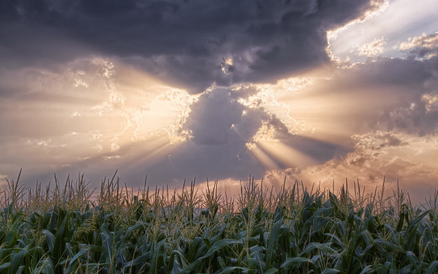 Corn field sunlight crepuscular rays free wallpaper for desktop - medium preview image