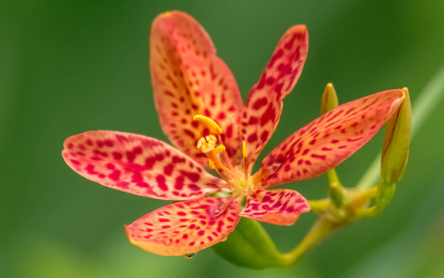 Red yellow flower green background #2 free wallpaper for desktop - medium preview image