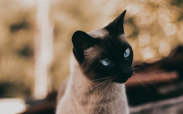Siamese cat blue eyes portrait free wallpaper for desktop - medium preview image