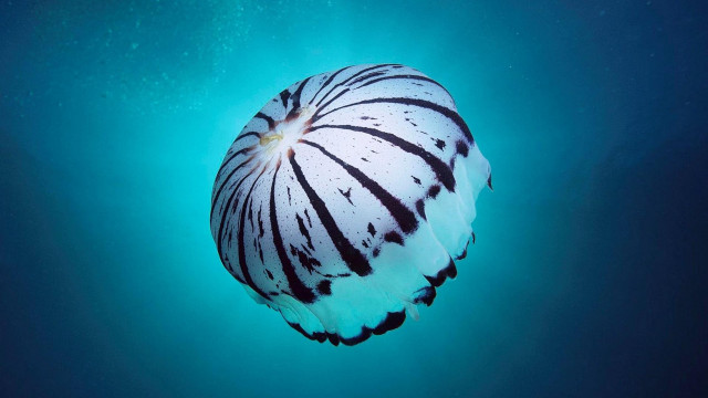 Floating jellyfish night sky moon free wallpaper for desktop - medium preview image