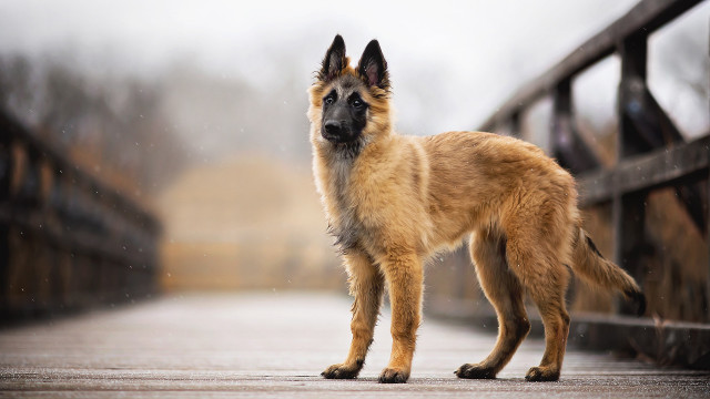 Sad dog bridge rain blurry free wallpaper for desktop - medium preview image