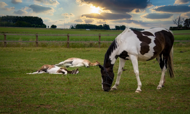 Horse foal grazing fence sunset free wallpaper for desktop - medium preview image
