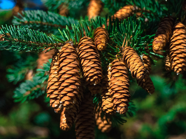 Pine cone green needles blue free wallpaper for desktop - medium preview image