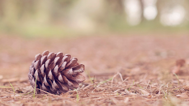 Pinecone grass dirt trees ecological free wallpaper for desktop - medium preview image