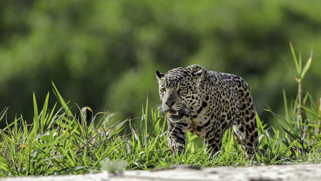 Leopard forest dandelion camouflage nature free wallpaper for desktop - medium preview image