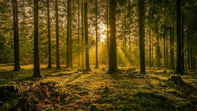 Forest sunbeams trail nature grass free wallpaper for desktop - medium preview image