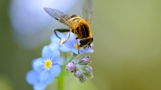 Bee flower blue background macro free wallpaper for desktop - medium preview image