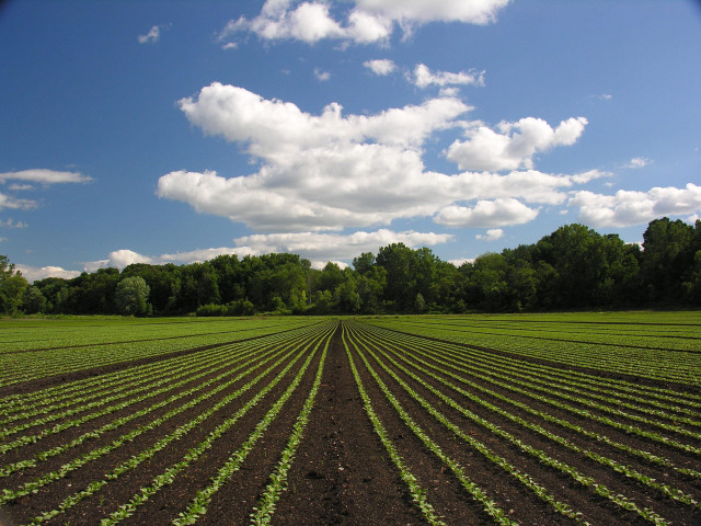 Crops trees blue sky clouds free wallpaper for desktop - medium preview image