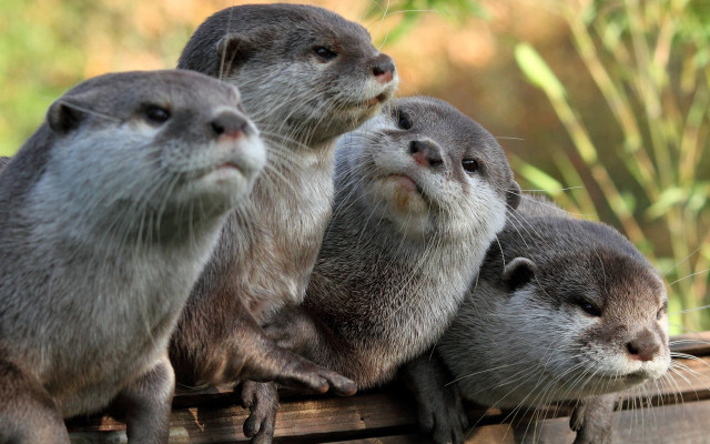 Otters on wooden box blurry free wallpaper for desktop - medium preview image