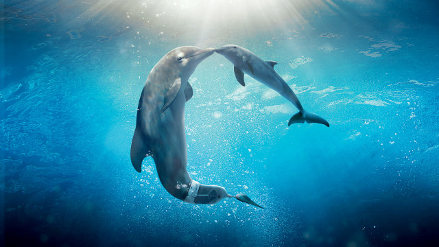 Dolphins ocean sunlight bubbles aurora free wallpaper for desktop - medium preview image