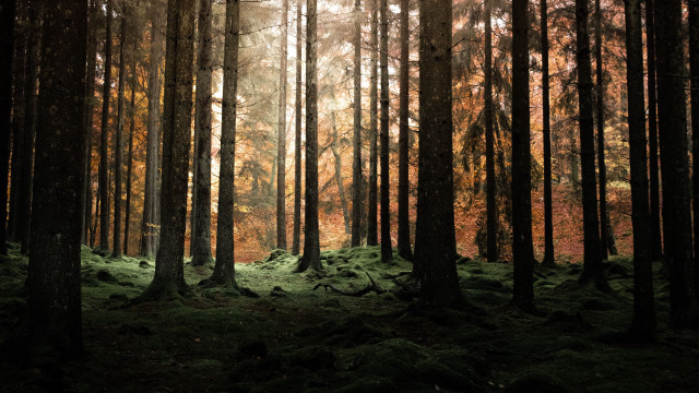 Forest light rays nature skyscraper free wallpaper for desktop - medium preview image