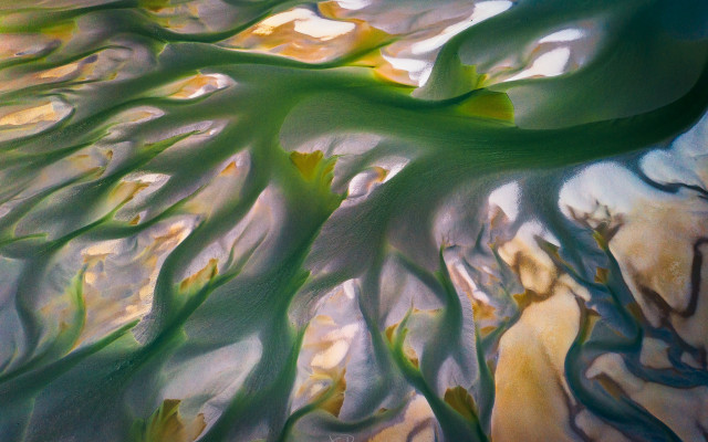 Tree green leaves sky clouds free wallpaper for desktop - medium preview image