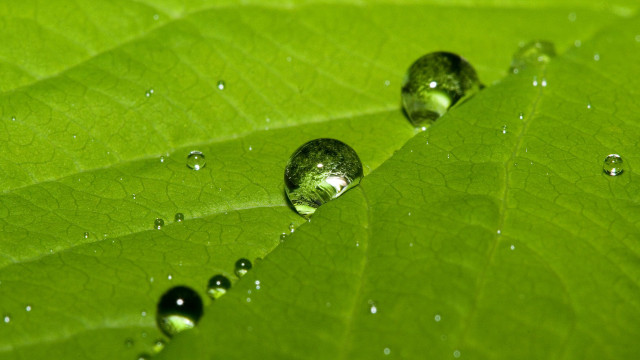 Green leaf water droplets macro #53 free wallpaper for desktop - medium preview image