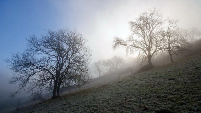 Foggy winter field bare trees free wallpaper for desktop - medium preview image