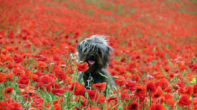 Dog redflowers greenfield tongue out free wallpaper for desktop - medium preview image
