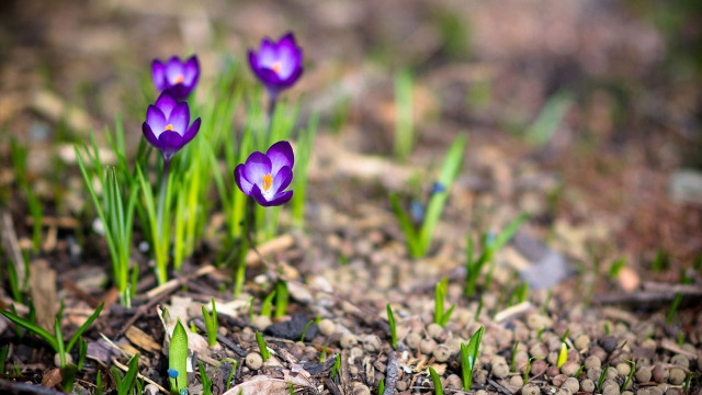 Purple flower bokeh garden park free wallpaper for desktop - medium preview image