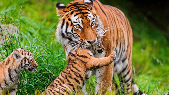 Tiger cub walking grass nature free wallpaper for desktop - medium preview image