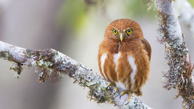 Small brown owl on mossy free wallpaper for desktop - medium preview image