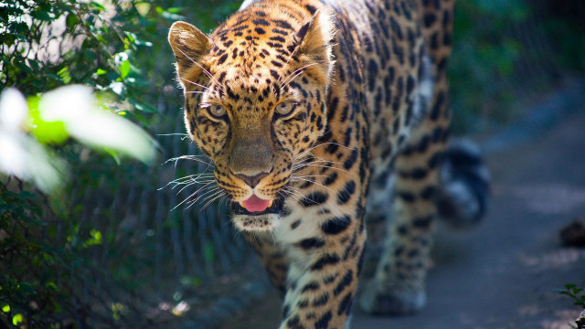 Leopard path fence trees open free wallpaper for desktop - medium preview image