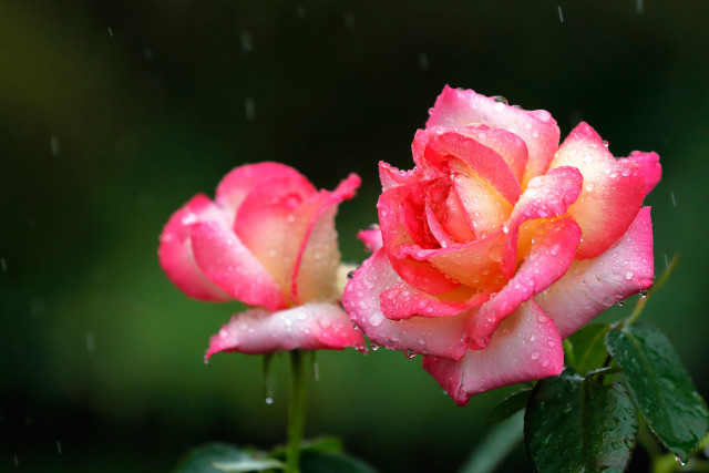 Pink roses water droplets macro #2 free wallpaper for desktop - medium preview image