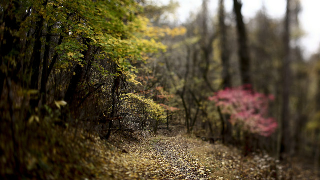 Woodland path shallow depth forest free wallpaper for desktop - medium preview image