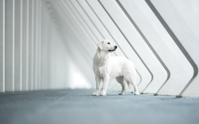 White dog tilt shift shadow free wallpaper for desktop - medium preview image